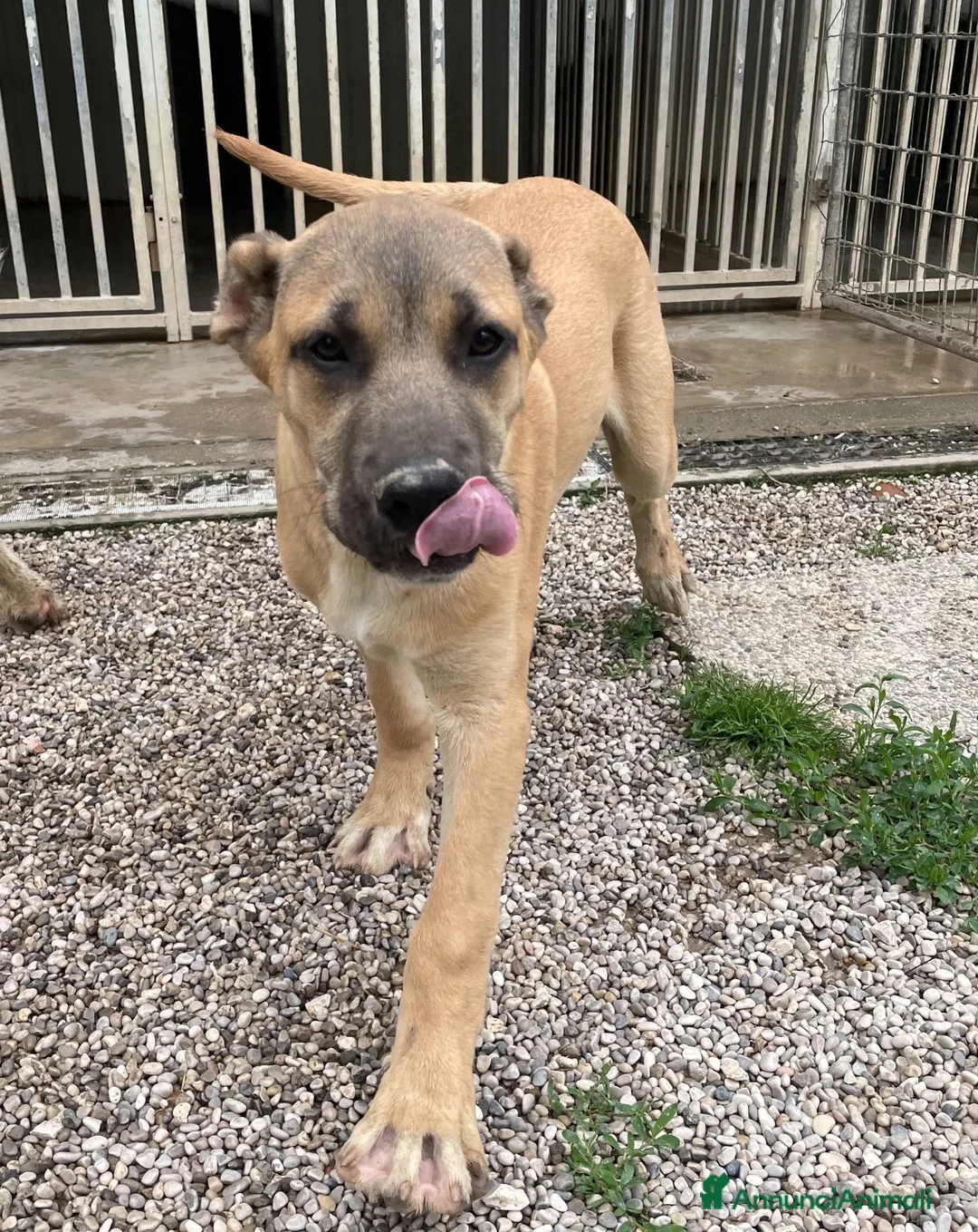 Meticcio cani in regalo: Adotta Ronnie 7 mesi - Annuncio 1