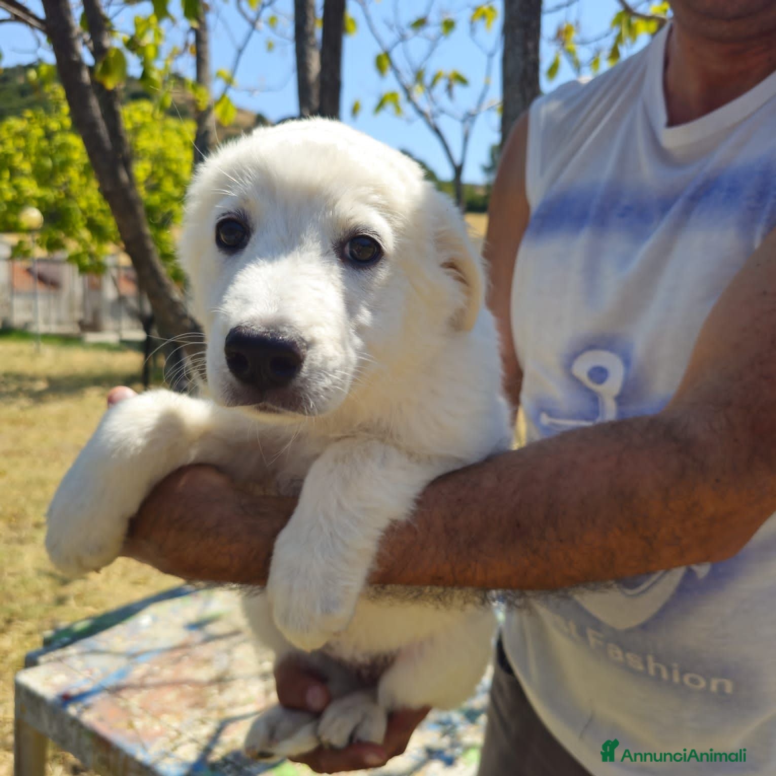 Meticcio cani bella  - Annuncio 37