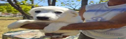 Meticcio cani in regalo: bella  - Annuncio 1
