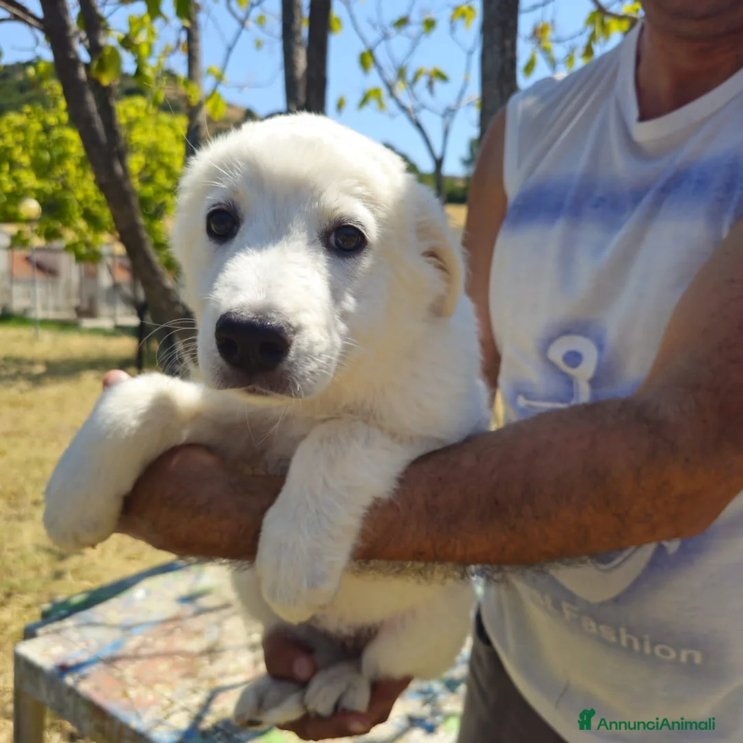 Meticcio cani in regalo: bella  - Annuncio 1