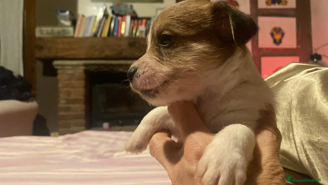 Jack Russell cani in vendita: Jack Russell terrier cucciolo 2 mesi pelo ruvido  - Annuncio 4