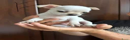 Chihuahua cani in vendita: Chihuahua  a Provincia di Mantova - Annuncio 3