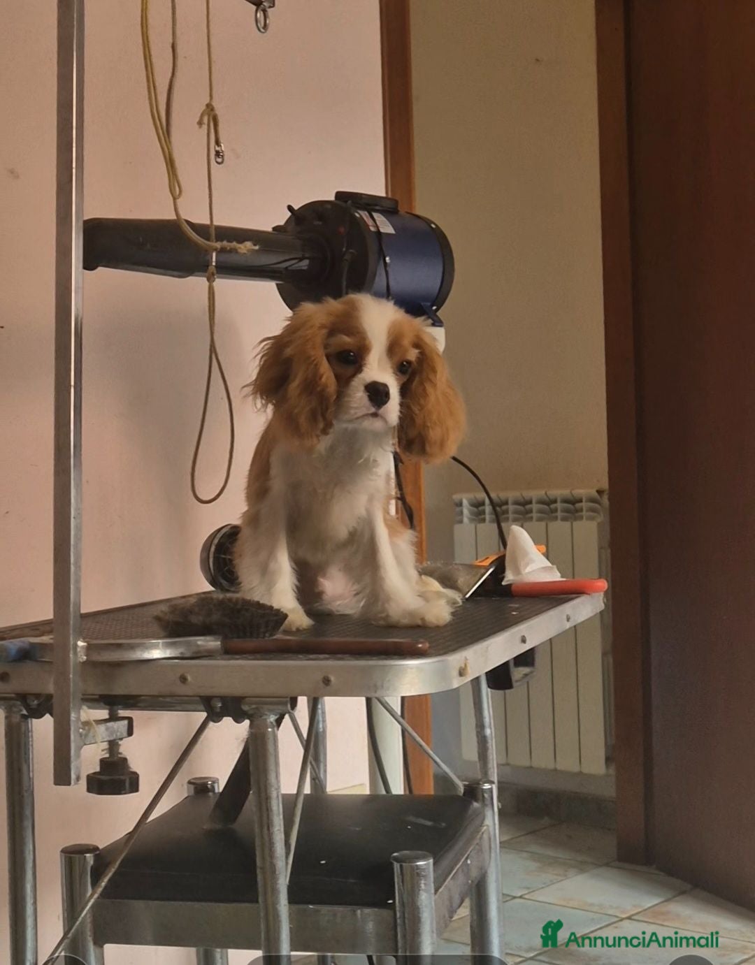 Cavalier King cani Bel cucciolo di Cavalier king - Annuncio 1