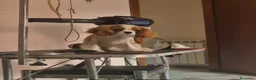 Cavalier King cani in vendita: Bel cucciolo di Cavalier king - Annuncio 1