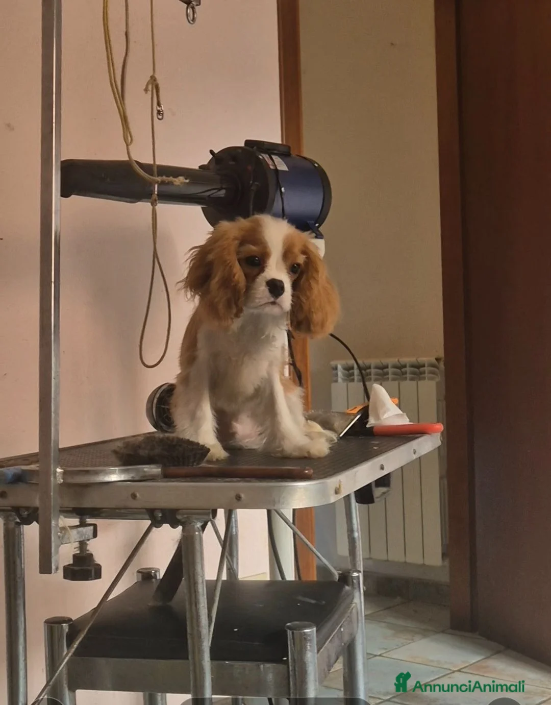 Cavalier King cani in vendita: Bel cucciolo di Cavalier king - Annuncio 1