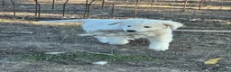 Pastore Abbruzzese Maremmano cani in vendita: Cuccioli maschi pastore abruzzese - Annuncio 9