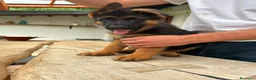 Pastore Tedesco cani in vendita: Cuccioli pastore tedesco  a Provincia di Como - Annuncio 5