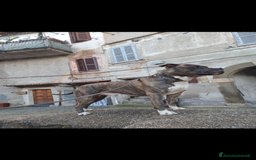 American Staffordshire cani in regalo: Amstaff maschio  - Immagine 6