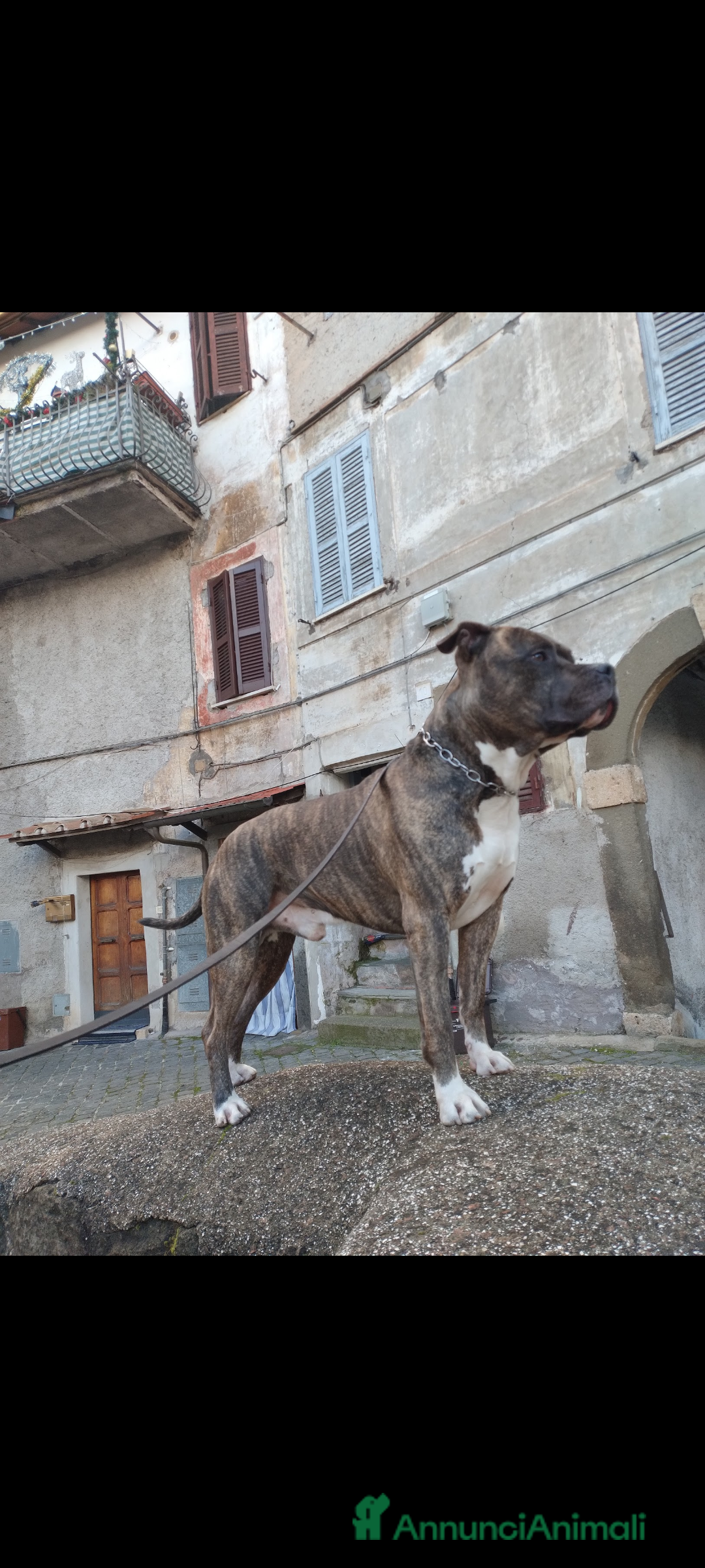 American Staffordshire cani in regalo: Amstaff maschio  - Immagine 6