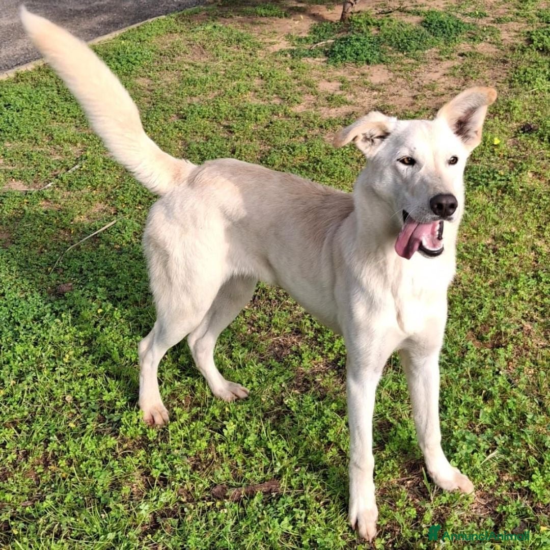 Meticcio cani in regalo: ERIS 🩷 -cucciola pura effervescenza e dolcezza 🥰 - Annuncio 5