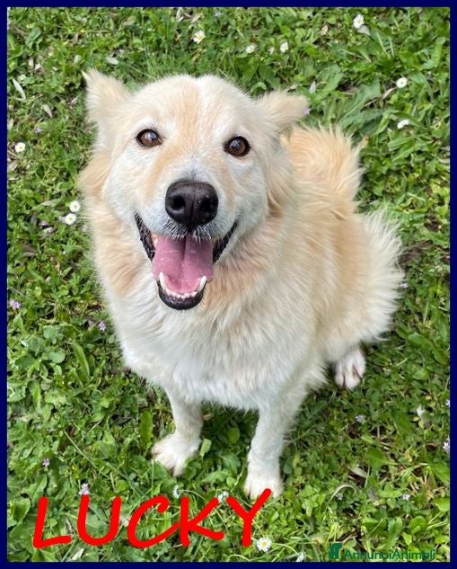 Meticcio cani COTONE 6anni adora le persone dinamiche - Annuncio 2