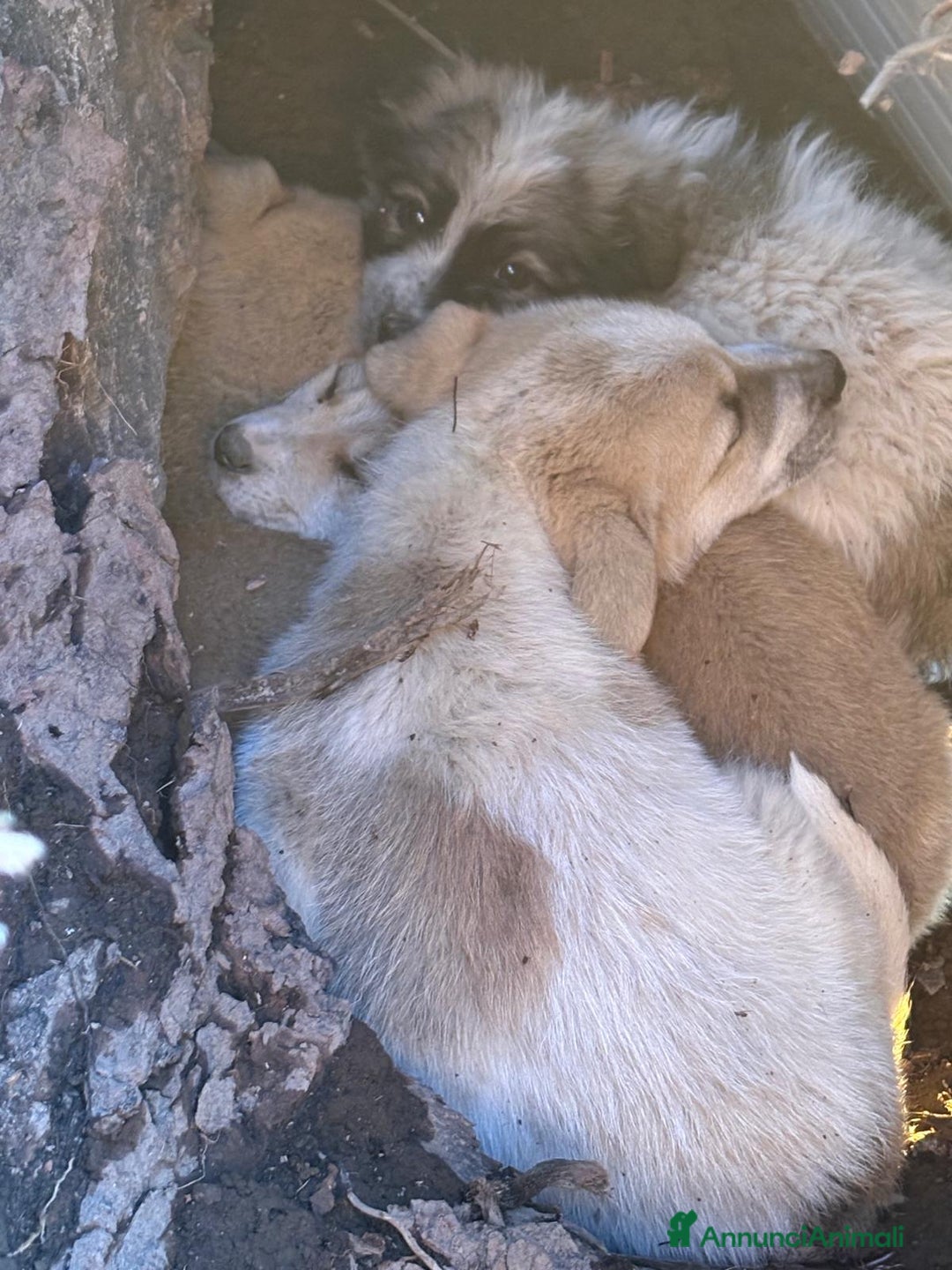 Meticcio cani in regalo: Roseto: 2 mesi taglia media - Annuncio 9