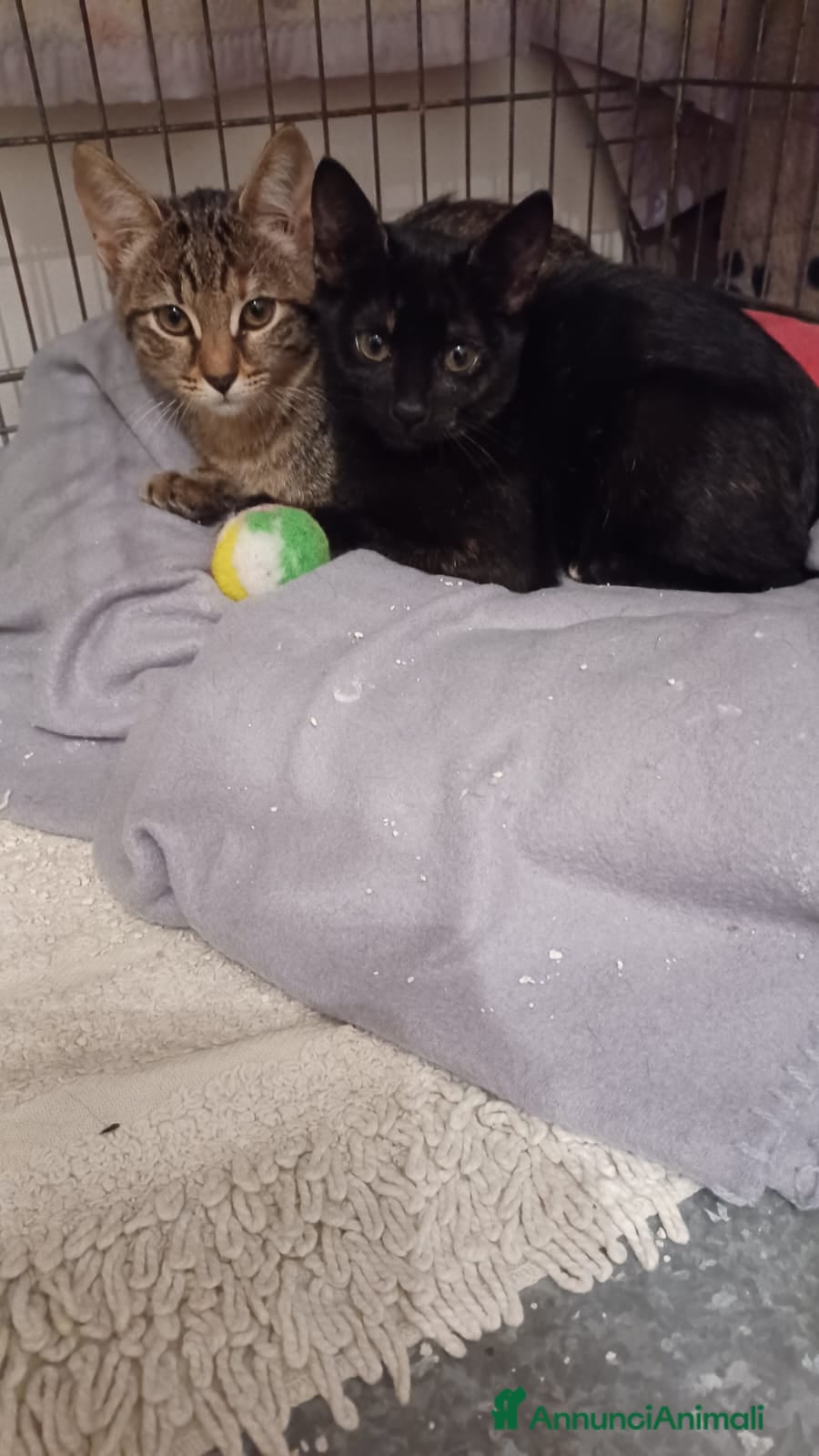 Altre razze gatti GATTINE INSEPARABILI - Annuncio 2