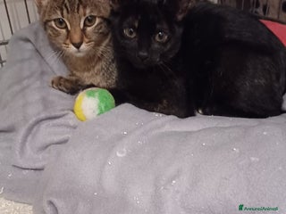 Altre razze gatti GATTINE INSEPARABILI - Annuncio 5