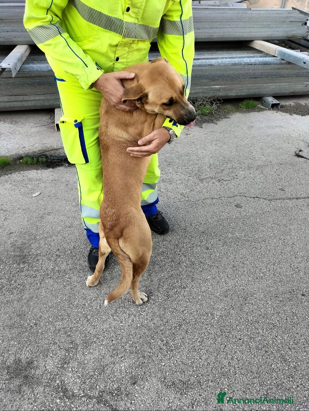 Meticcio cani in regalo: Aria.. la dolcezza fatta cane  - Annuncio 2