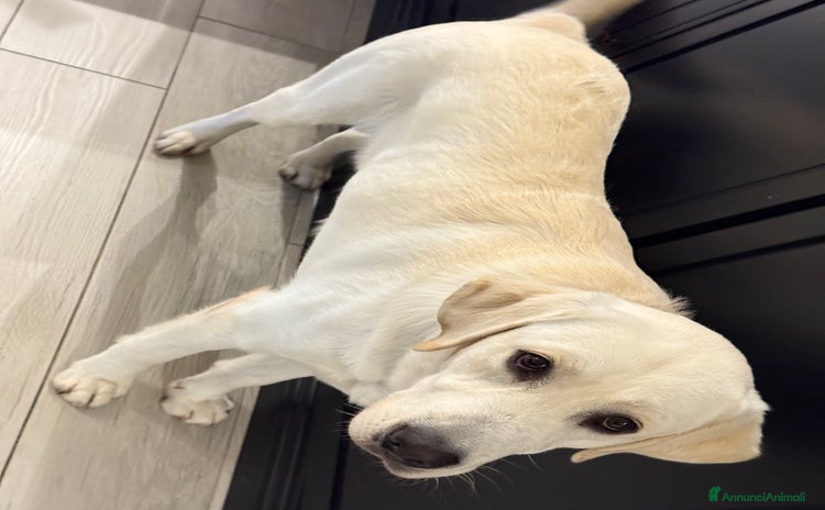 Labrador cani - Annuncio 2