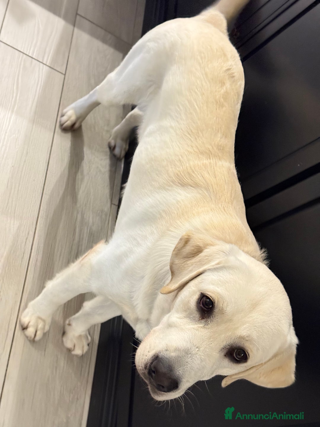 Labrador cani in vendita: Labrador reteiver - Annuncio 1