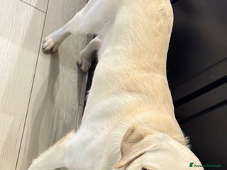 Labrador cani Labrador reteiver - Annuncio 18