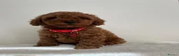 Barboncino Toy cani in vendita: Adorabili cuccioli maschi di Barboncino Toy - Annuncio 9