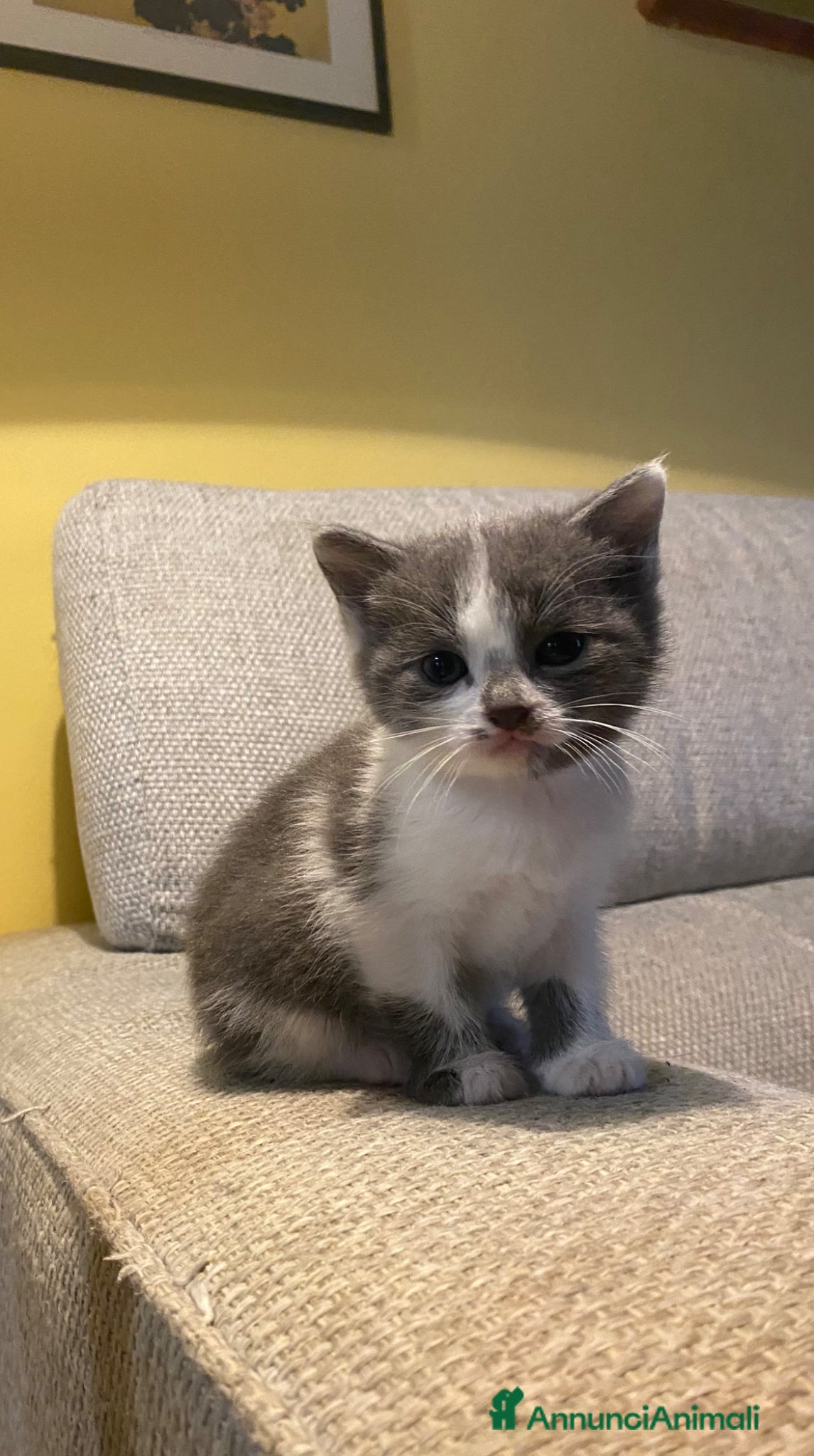 Europeo gatti Cuccioli di gatto europeo - Annuncio 6