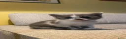 Europeo gatti in regalo: Cuccioli di gatto europeo a Provincia di Padova - Annuncio 1