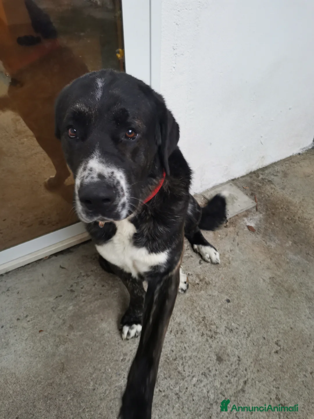 Meticcio cani in regalo: Regalo cucciolo - Annuncio 1