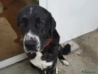 Meticcio cani Regalo cucciolo - Annuncio 1