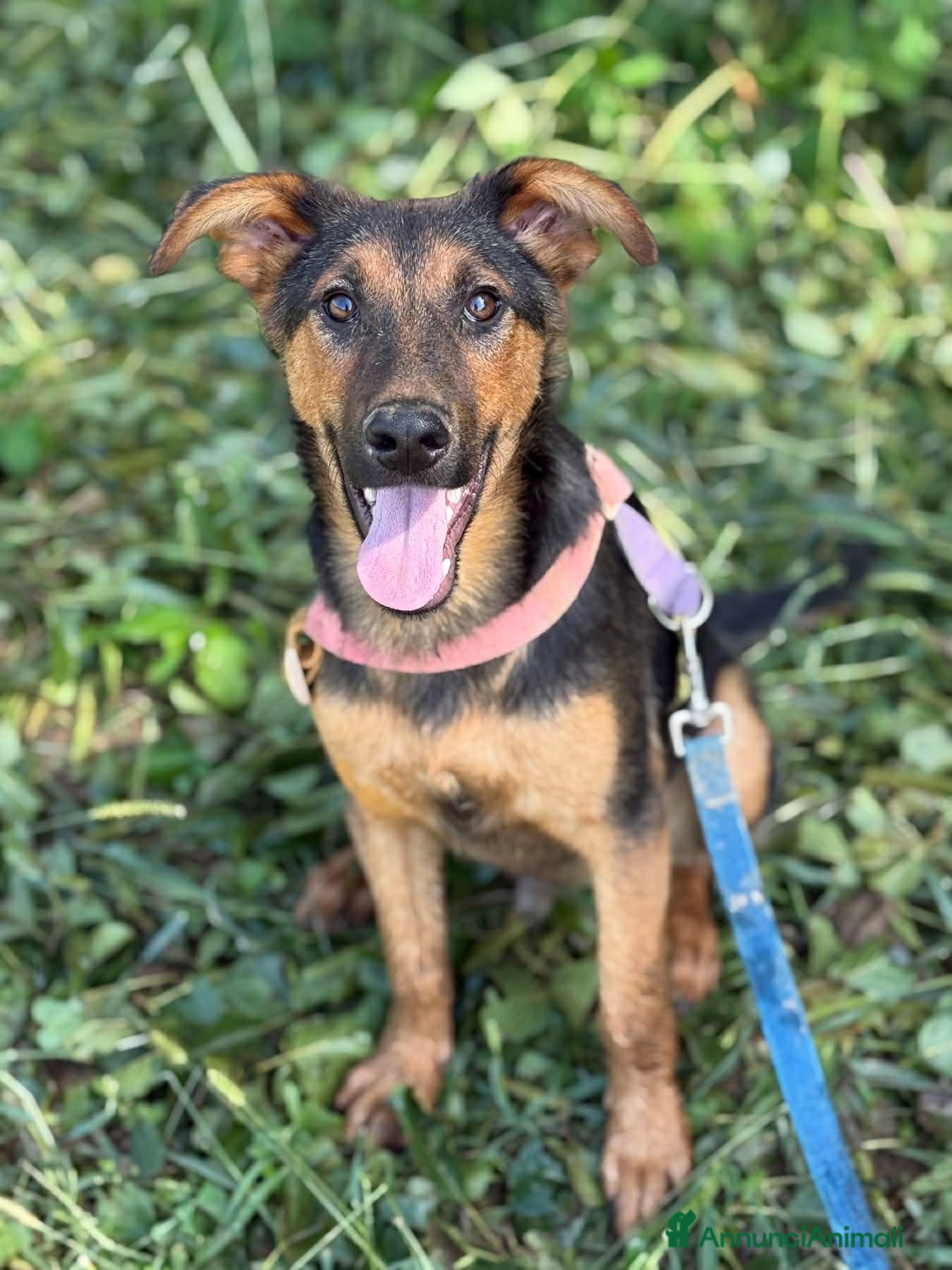Pastore Tedesco cani DOBBY, cucciolo mix PASTORINO dolcissimo! - Annuncio 2