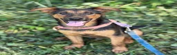 Pastore Tedesco cani in regalo: DOBBY, cucciolo mix PASTORINO dolcissimo! - Annuncio 1
