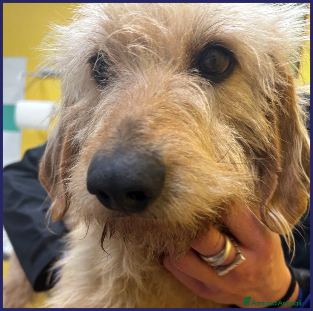 Meticcio cani in regalo: GIACOMO 4 ANNI, E' VISSUTO IN UN INFERNO ORA CERCA a Città metropolitana di Milano - Annuncio 13