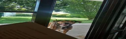 Meticcio cani in regalo: Cookie, 9 anni a Provincia di Rovigo - Annuncio 2