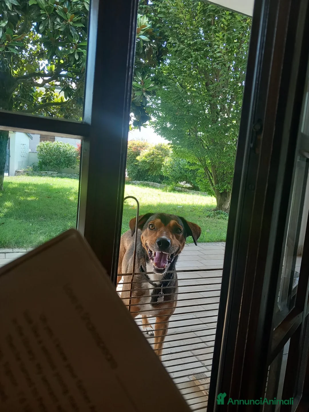Meticcio cani in regalo: Cookie, 9 anni a Provincia di Rovigo - Annuncio 2