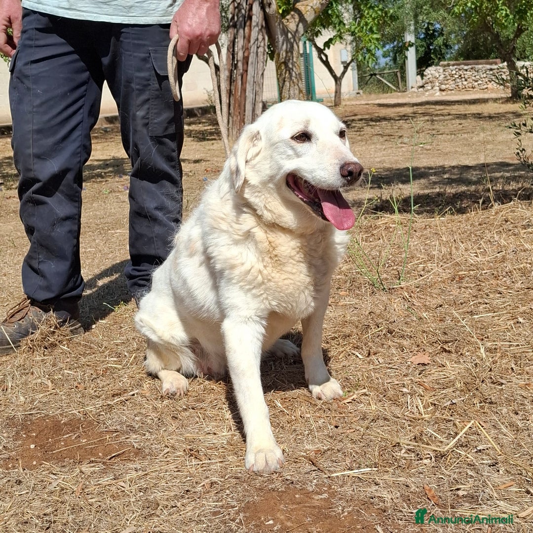 Meticcio cani in regalo: Nonna Olga Cerca Famiglia. Info Monica 3890238584 - Annuncio 5