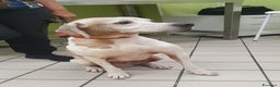 Pointer cani in regalo: VENTO un tesoro tutte coccole a Pomezia - Annuncio 5