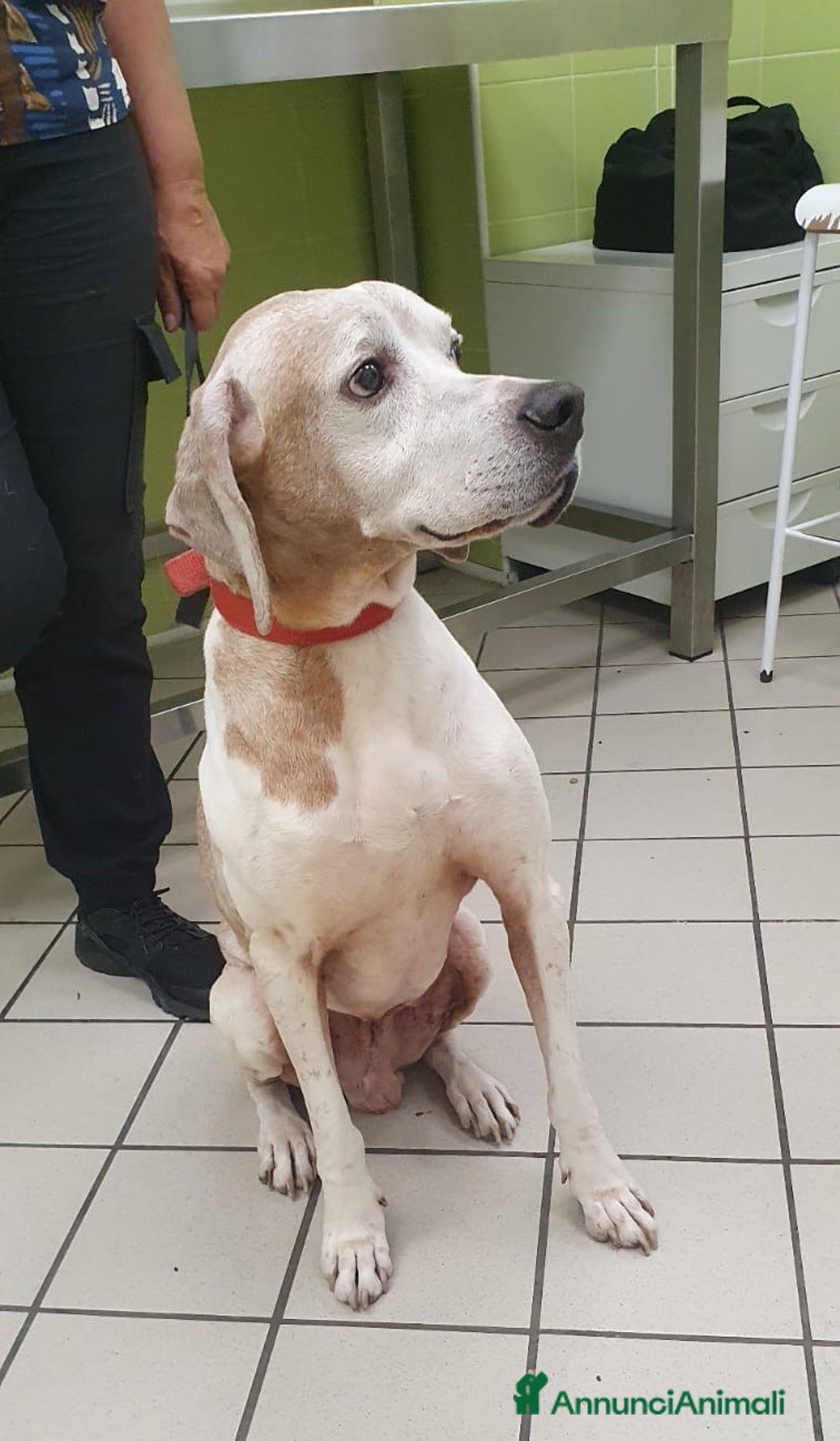 Pointer cani in regalo: VENTO un tesoro tutte coccole a Pomezia - Annuncio 5