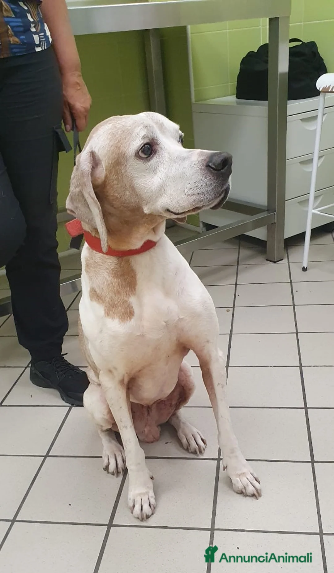 Pointer cani in regalo: VENTO un tesoro tutte coccole a Pomezia - Annuncio 5