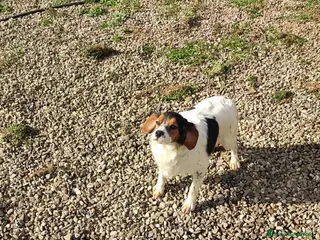 Altre razze cani Regalo - Annuncio 11