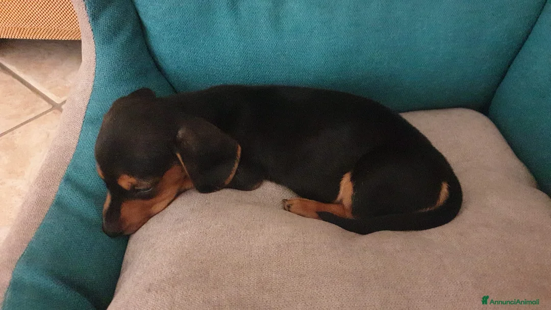 Bassotto cani in vendita: Bassotto nano kaninchen  - Annuncio 2