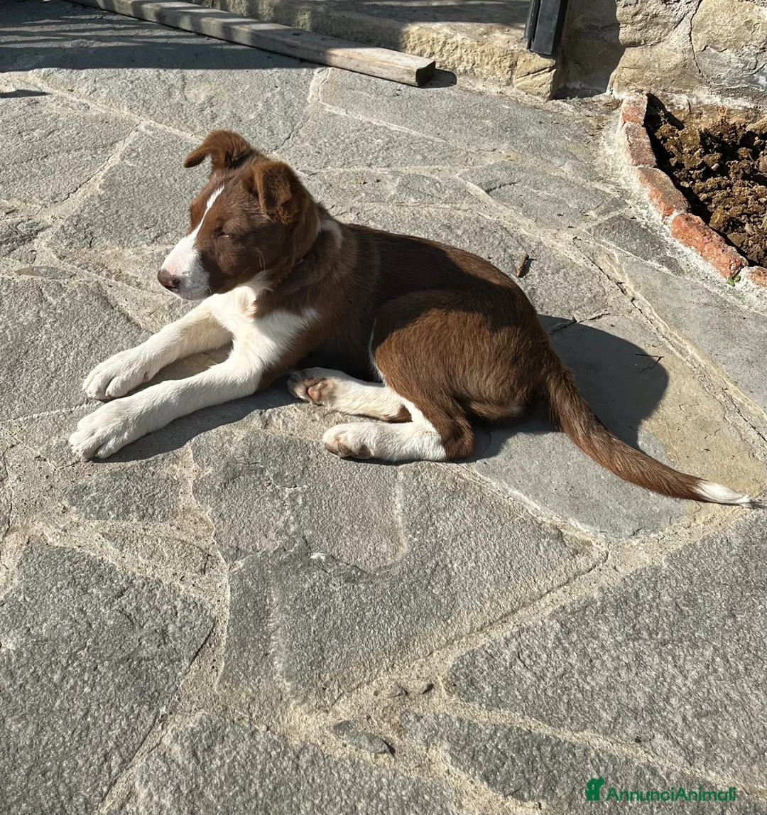 Border Collie cani in vendita: Cuccioli border collie a pelo corto  a Città Metropolitana di Bologna - Annuncio 2