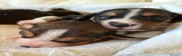 Beagle cani in vendita: cuccioli di beagle a Provincia di Barletta-Andria-Trani - Annuncio 9
