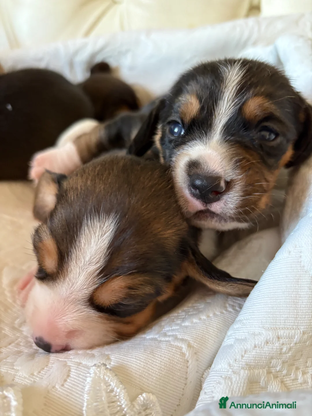 Beagle cani in vendita: cuccioli di beagle a Provincia di Barletta-Andria-Trani - Annuncio 9
