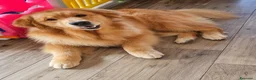 Golden Retriever cani in vendita: Golden americani - Annuncio 5