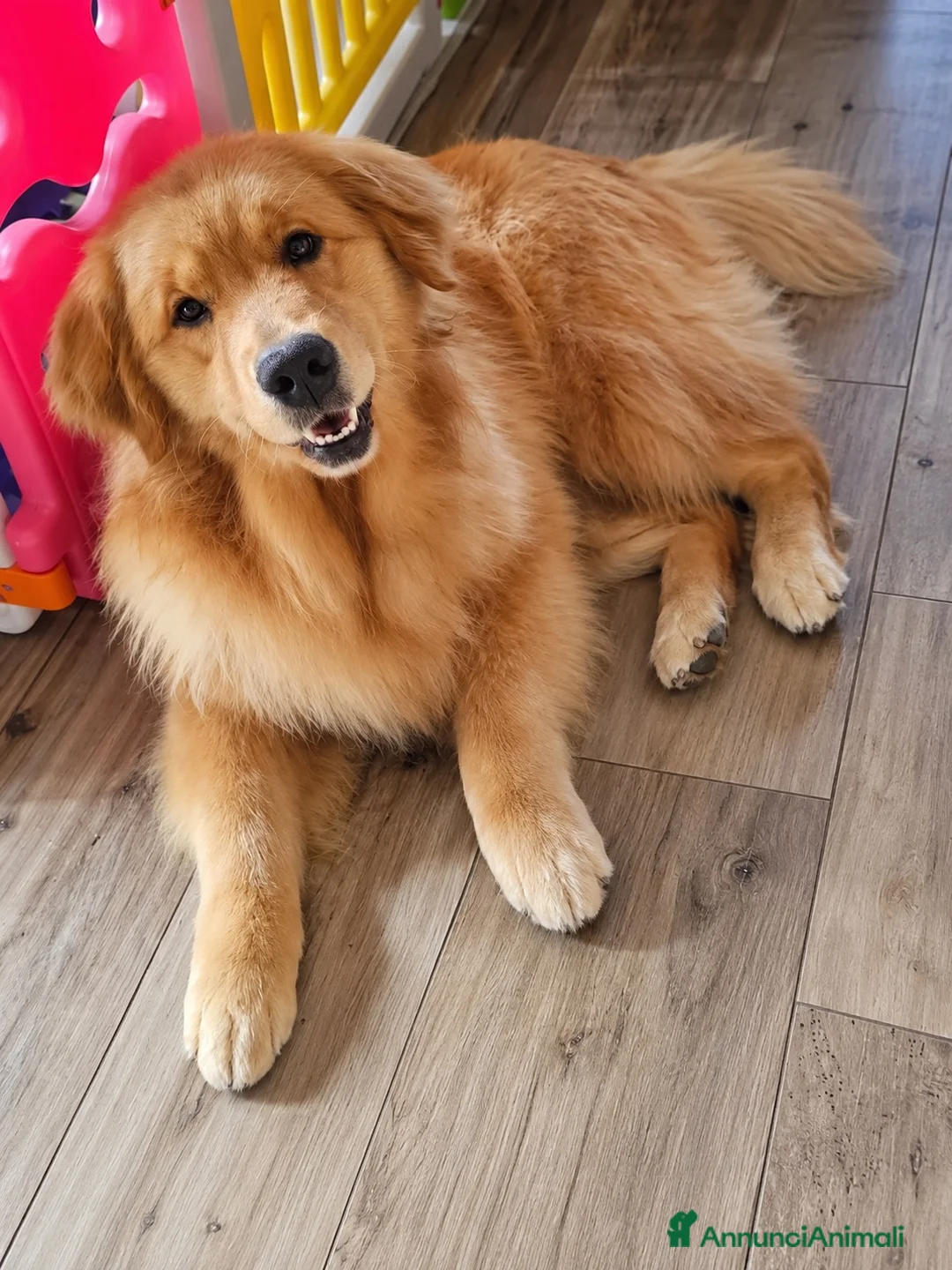 Golden Retriever cani in vendita: Golden americani - Annuncio 5