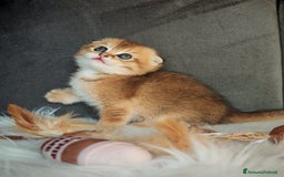 Scottish gatti in vendita: Scottish Fold - Immagine 1