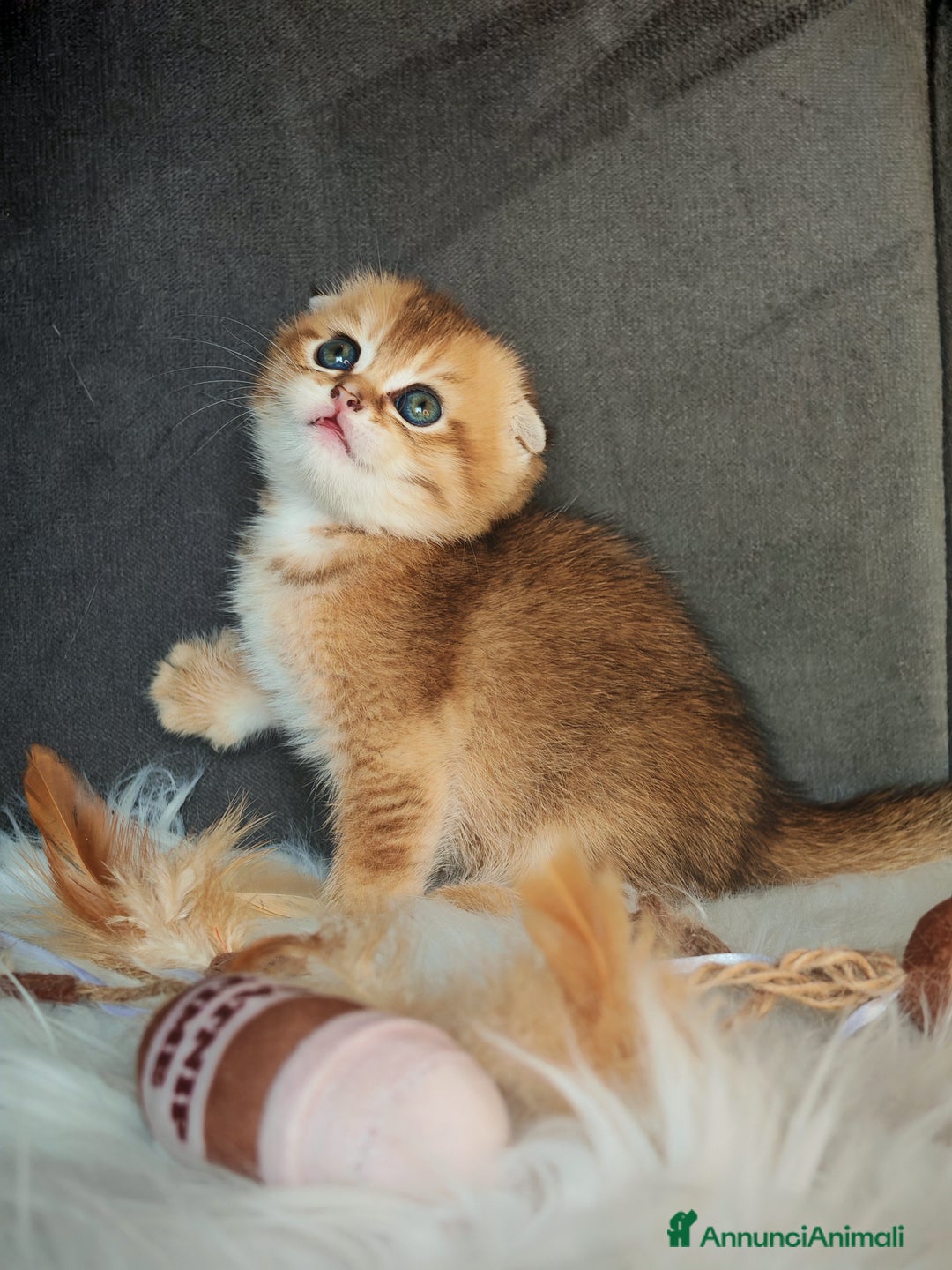 Scottish gatti in vendita: Scottish Fold - Immagine 1