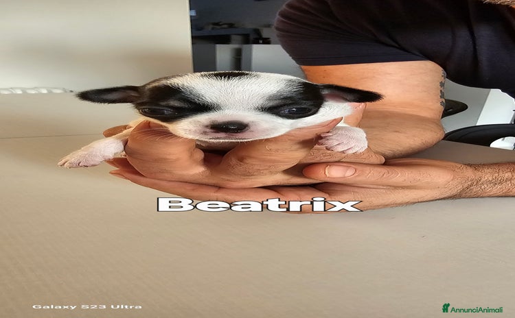 Chihuahua cani - Annuncio 2