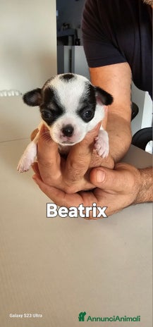 Chihuahua cani - Annuncio 2