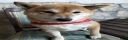 Shiba Inu cani in regalo: GEA 4anni - dolcissima - 9kg a Città metropolitana di Milano - Annuncio 2