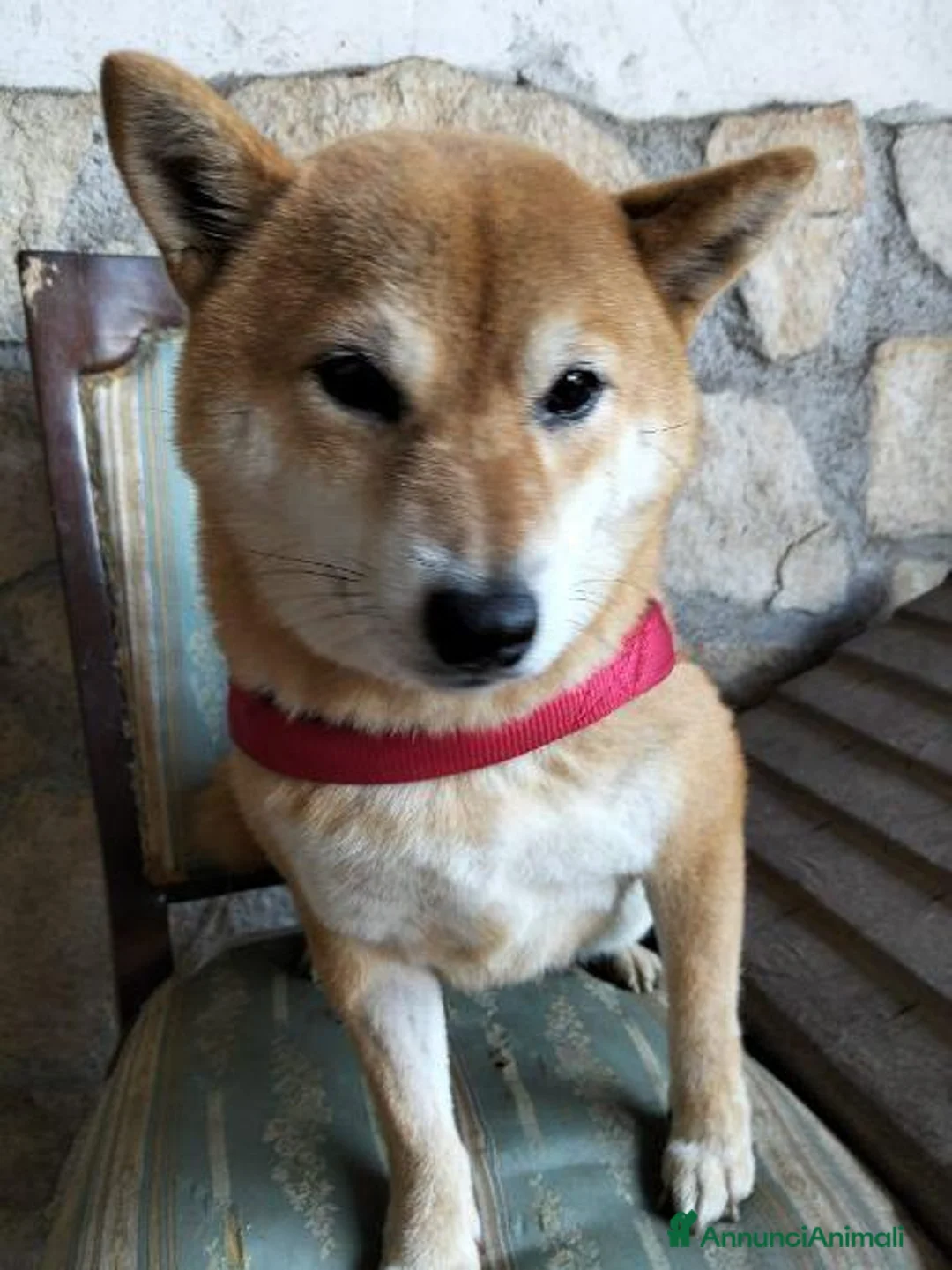 Shiba Inu cani in regalo: GEA 4anni - dolcissima - 9kg a Città metropolitana di Milano - Annuncio 2