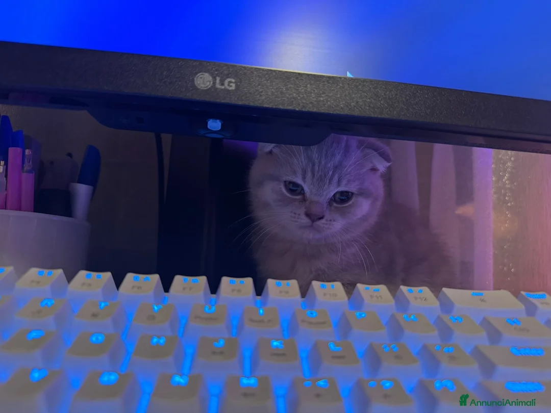 Scottish gatti in vendita: Scottish - Annuncio 6